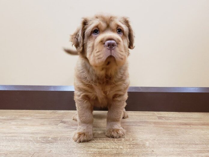 Mini Hippo Dog Breed Traits Explained